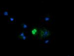 MRPS34 Antibody in Immunocytochemistry (ICC/IF)