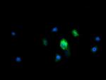 MRPS34 Antibody in Immunocytochemistry (ICC/IF)