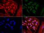 MRPS34 Antibody in Immunocytochemistry (ICC/IF)