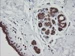 MRPS34 Antibody in Immunohistochemistry (Paraffin) (IHC (P))