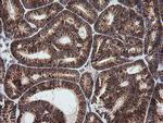 MRPS34 Antibody in Immunohistochemistry (Paraffin) (IHC (P))