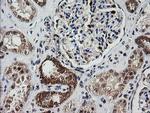 MRPS34 Antibody in Immunohistochemistry (Paraffin) (IHC (P))