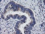 MRPS34 Antibody in Immunohistochemistry (Paraffin) (IHC (P))