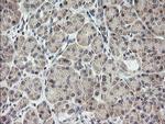 MRPS34 Antibody in Immunohistochemistry (Paraffin) (IHC (P))