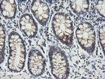 MRPS34 Antibody in Immunohistochemistry (Paraffin) (IHC (P))