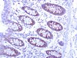 MRPS34 Antibody in Immunohistochemistry (Paraffin) (IHC (P))