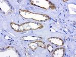 MRPS34 Antibody in Immunohistochemistry (Paraffin) (IHC (P))