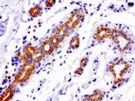 MRPS34 Antibody in Immunohistochemistry (Paraffin) (IHC (P))