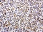 MRPS34 Antibody in Immunohistochemistry (Paraffin) (IHC (P))