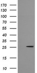 MRPS34 Antibody in Western Blot (WB)