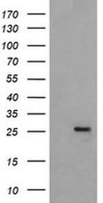 MRPS34 Antibody in Western Blot (WB)