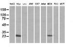 MRPS34 Antibody in Western Blot (WB)