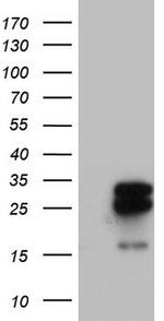 MRPS7 Antibody in Western Blot (WB)