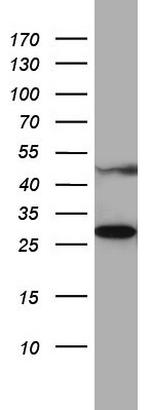 MRPS7 Antibody in Western Blot (WB)