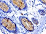 MSI1 Antibody in Immunohistochemistry (Paraffin) (IHC (P))