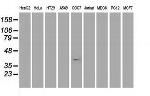 MSI1 Antibody in Western Blot (WB)