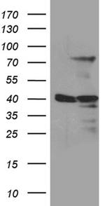 MSL2 Antibody in Western Blot (WB)