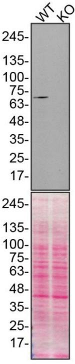 Moesin Antibody