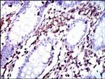 Moesin Antibody in Immunohistochemistry (Paraffin) (IHC (P))