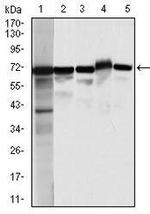 Moesin Antibody in Western Blot (WB)