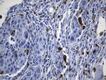 MSR1 Antibody in Immunohistochemistry (Paraffin) (IHC (P))