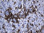 MSR1 Antibody in Immunohistochemistry (Paraffin) (IHC (P))