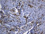 MSR1 Antibody in Immunohistochemistry (Paraffin) (IHC (P))