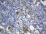 MSR1 Antibody in Immunohistochemistry (Paraffin) (IHC (P))