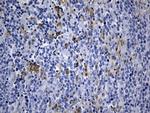 MSR1 Antibody in Immunohistochemistry (Paraffin) (IHC (P))