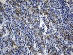 MSR1 Antibody in Immunohistochemistry (Paraffin) (IHC (P))