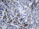 MSR1 Antibody in Immunohistochemistry (Paraffin) (IHC (P))