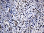 MSR1 Antibody in Immunohistochemistry (Paraffin) (IHC (P))