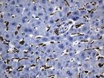 MSR1 Antibody in Immunohistochemistry (Paraffin) (IHC (P))