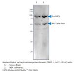 Serine/threonine-protein kinase 4/MST-1 Antibody in Western Blot (WB)