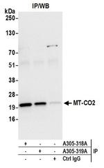 MT-CO2 Antibody in Western Blot (WB)