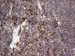 MTDH Antibody in Immunohistochemistry (Paraffin) (IHC (P))