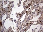 MTDH Antibody in Immunohistochemistry (Paraffin) (IHC (P))