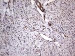 MTDH Antibody in Immunohistochemistry (Paraffin) (IHC (P))