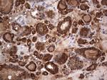 MTDH Antibody in Immunohistochemistry (Paraffin) (IHC (P))