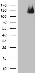 MTF1 Antibody in Western Blot (WB)