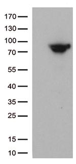 MTHFR Antibody in Western Blot (WB)