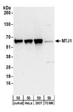 MTJ1 Antibody in Western Blot (WB)