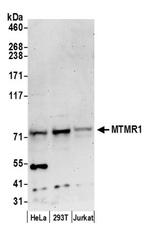 MTMR1 Antibody in Western Blot (WB)