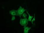 MTMR14 Antibody in Immunocytochemistry (ICC/IF)