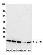 MTPN Antibody in Western Blot (WB)