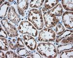 MTRF1L Antibody in Immunohistochemistry (Paraffin) (IHC (P))