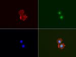 MUC1 Antibody in Immunocytochemistry (ICC/IF)