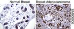 MUC1 Antibody in Immunohistochemistry (Paraffin) (IHC (P))