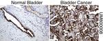 MUC1 Antibody in Immunohistochemistry (Paraffin) (IHC (P))