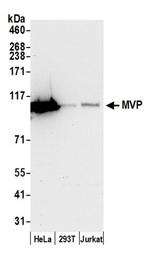 MVP/Major Vault Protein Antibody in Western Blot (WB)